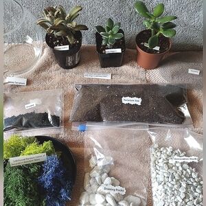 DIY Globe Succulent Terrarium Building Kit With 3 Live Plants (Great X-mas Gift)